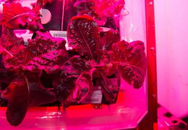 «Один большой лист для человечества»: экипаж МКС питается выращенным в космосе салатом